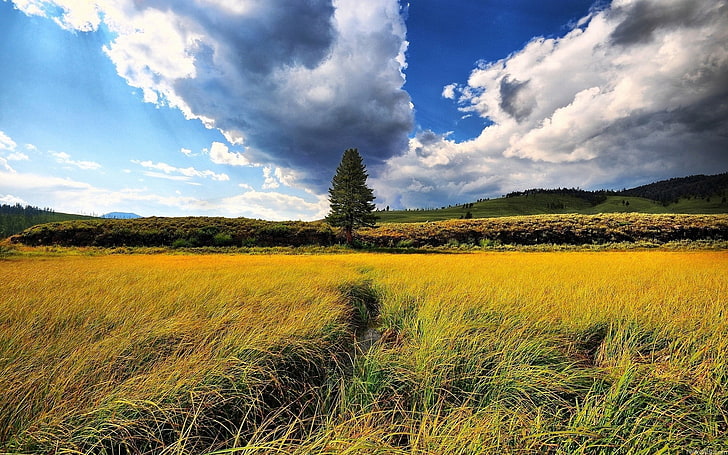 lange Wiese, Feld, Gras, Moor, Pools, HD-Hintergrundbild
