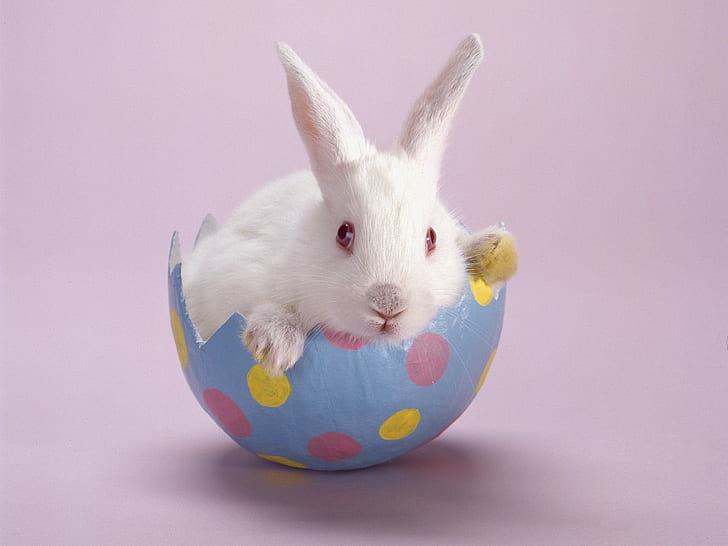 Easter bunny, easter, bunny, animals, HD wallpaper