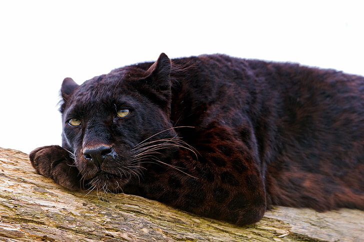 black panther, panther, down, big cat, carnivore, nap, HD wallpaper