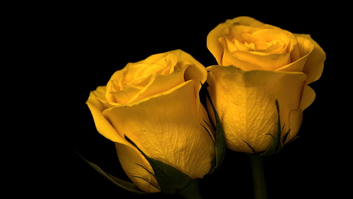 deux roses jaunes, nature, plantes, fleurs, macro, profondeur de champ, rose, fleurs jaunes, fond jaune, noir, Fond d'écran HD