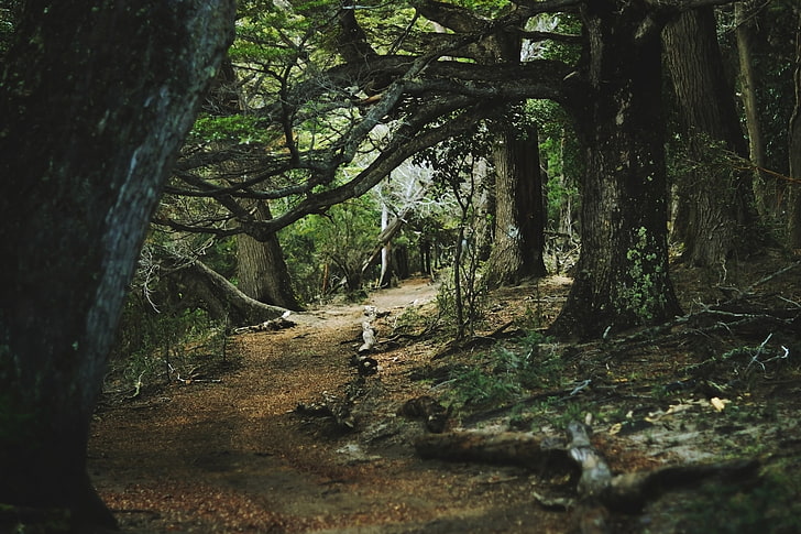 forêt, été, arbres, chemin d'accès, lichen, Fond d'écran HD