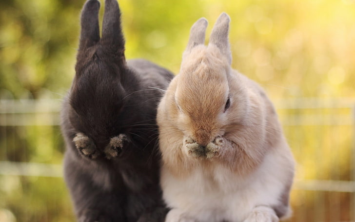 binatang, kelinci, Wallpaper HD