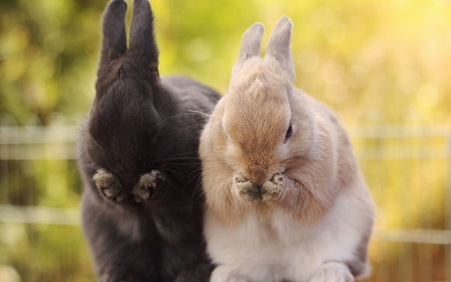 animales, conejos, Fondo de pantalla HD HD wallpaper