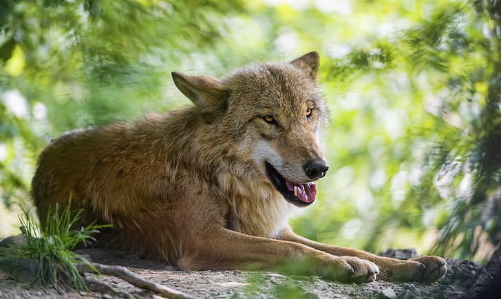Wolf predator @Tambako นักล่าหมาป่า© Tambako The Jaguar, วอลล์เปเปอร์ HD
