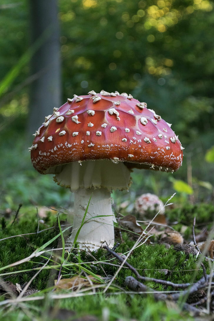selective focus photography of red and white mushroom, Amanita muscaria, selective focus, photography, white mushroom, Nederland, Netherlands, Foto, Nikon, Pvdv, P.D., van de Velde, Nature Photographer, Outdoor, Plant, Mushroom, Breda, photograph, picture, Dordrecht, Dutch, Depth of field, Dof, Pada, Guda, Loma, fungus, toadstool, fly Agaric Mushroom, nature, forest, poisonous, autumn, amanita Parcivolvata, toxic Substance, red, close-up, woodland, HD wallpaper
