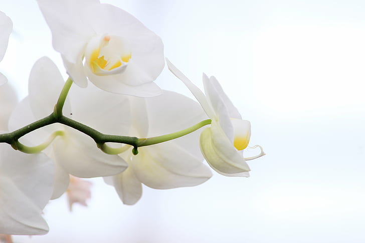 white flower, Whispers, white flower, greater Lansing, Orchid, Society, Annual, Show, MSU, Michigan, Canon, beautiful, bright, curve, delicate, floral, flowers, light, nature, petals, plant, texture, Phalaenopsis, petal, flower, flower Head, beauty In Nature, HD wallpaper