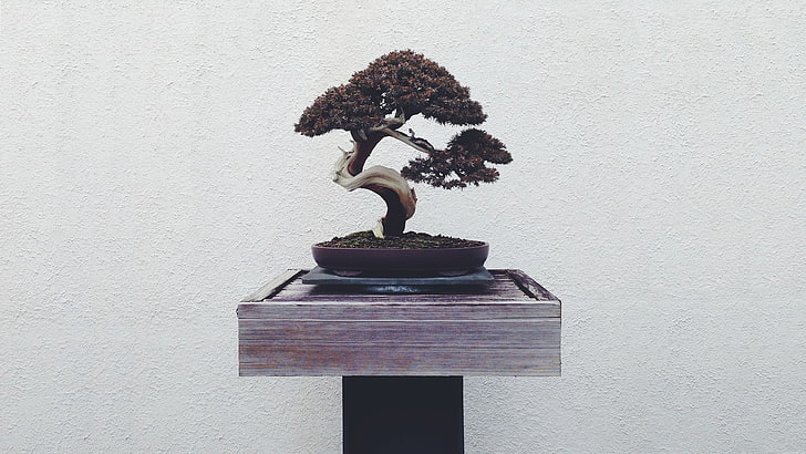pohon mini dalam dekorasi meja pot cokelat, bonsai, Wallpaper HD