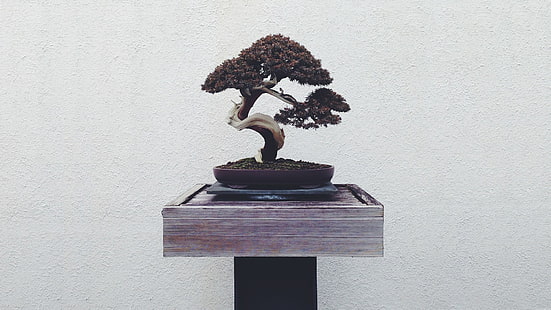 شجرة صغيرة في ديكور طاولة وعاء بني ، بونساي، خلفية HD HD wallpaper