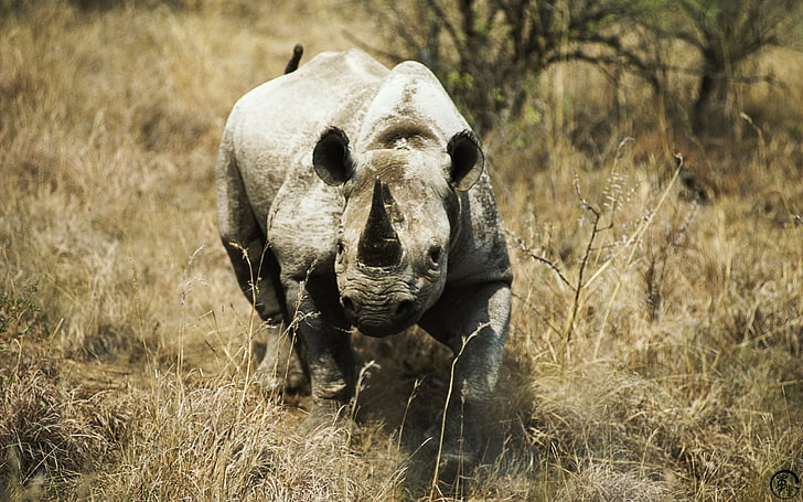 rinoceronte adulto, rinoceronte, animali, Sfondo HD