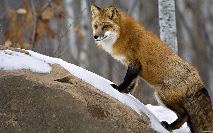 Minnesota Red Fox-Windows 10 HD Wallpaper, brown fox, HD wallpaper