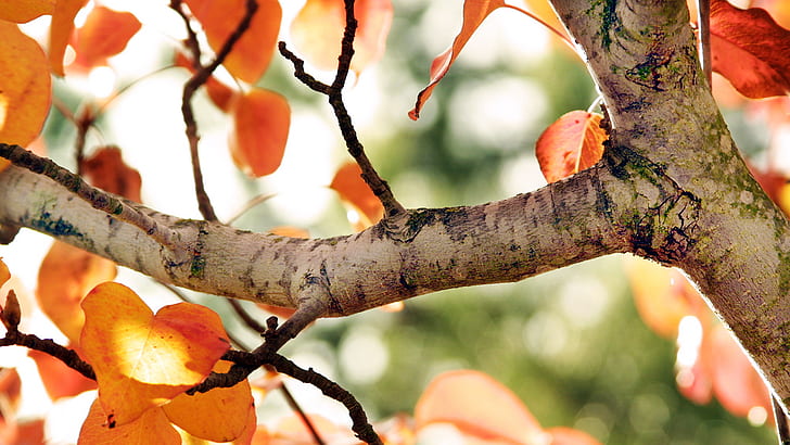 Árvore de outono, árvore, queda, HD papel de parede