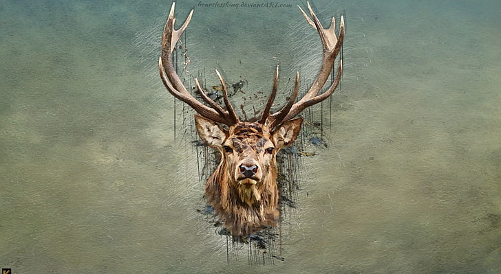DEER, brown deer head painting, Aero, Creative, HD wallpaper