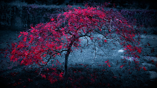 цвет, дерево, осень, природа, темно, красное дерево, сумерки, тьма, одинокое дерево, одинокое дерево, HD обои HD wallpaper
