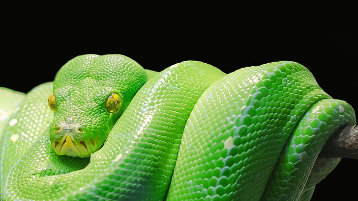 Green tree python, Snake, Dark background, HD, HD wallpaper