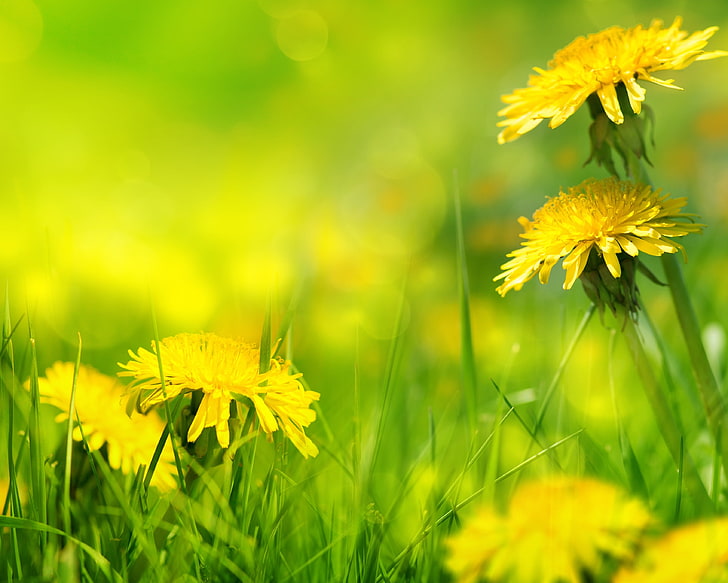 Yellow flowers, nature, grass, weed, dandelions, dandelion, HD wallpaper |  Wallpaperbetter