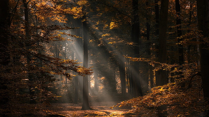alberi coperti di foglie marroni, Paesi Bassi, natura, caduta, foresta, alberi, fotografia, raggi del sole, Sfondo HD