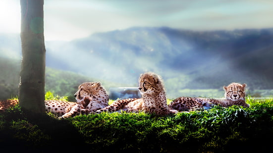 trzy brązowo-czarne młode gepardy, zwierzęta, kocięta, gepardy, gepard, Tapety HD HD wallpaper