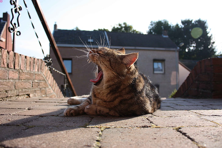 cat, yawning, lying down, animals, HD wallpaper