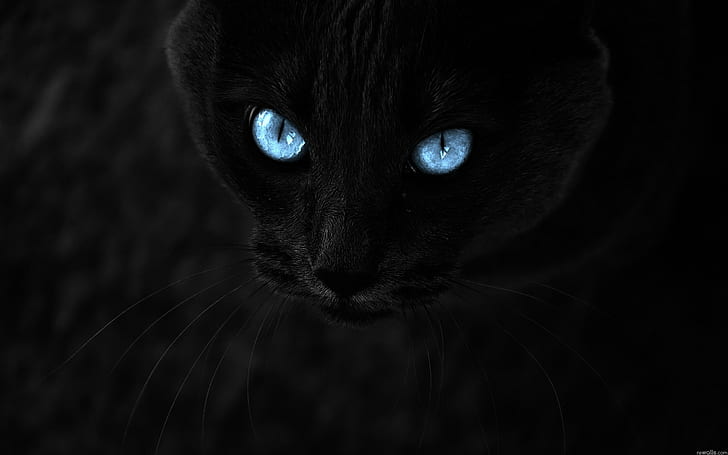 검은 고양이, 검은 고양이, HD 배경 화면