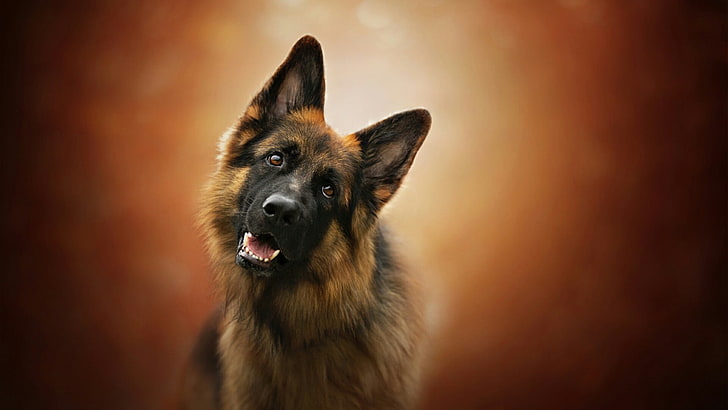 cão, raça do cão, cão pastor alemão, velho cão pastor alemão, focinho, cão pastor, bigodes, HD papel de parede
