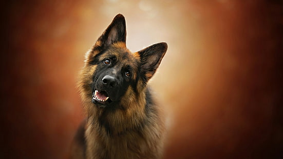 cão, raça do cão, cão pastor alemão, velho cão pastor alemão, focinho, cão pastor, bigodes, HD papel de parede HD wallpaper