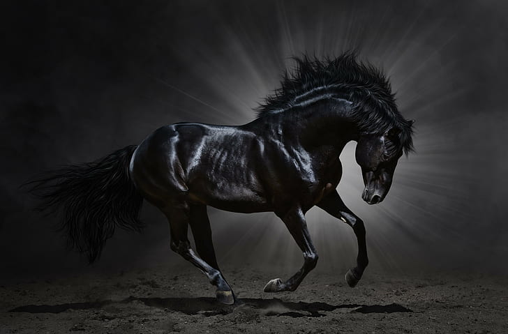 Amazing, Animal, Beautiful, black, dark, horse, HD wallpaper