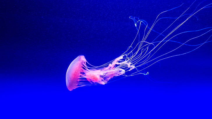 Jellyfish Underwater, Underwater, Jellyfish, HD wallpaper