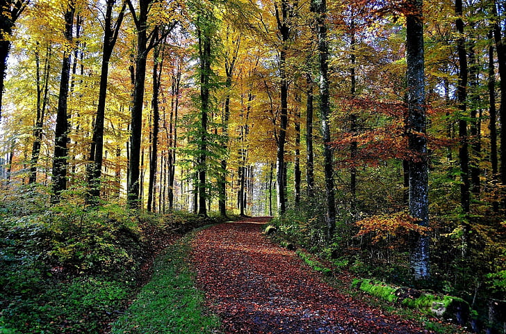 *** Пътят през гората ***, natura, drzewa, droga, природа и пейзажи, HD тапет