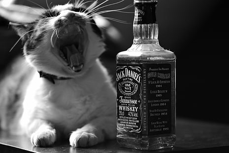 Jack Daniel's Tennessee Whisky botella, gato, botella, blanco y negro, whisky, ¡las cañas crujieron !, Jack Daniel's, Fondo de pantalla HD HD wallpaper
