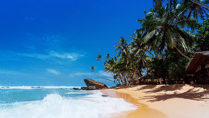 кокосови дървета, плаж, пясък, море, чисто небе, природа, HD тапет