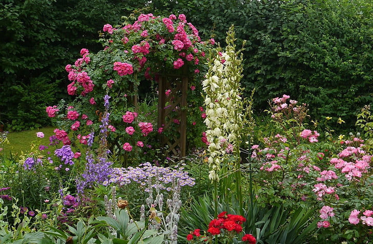 flores de pétalos de colores variados, rosas, flores, jardín, verde, bellamente, Fondo de pantalla HD