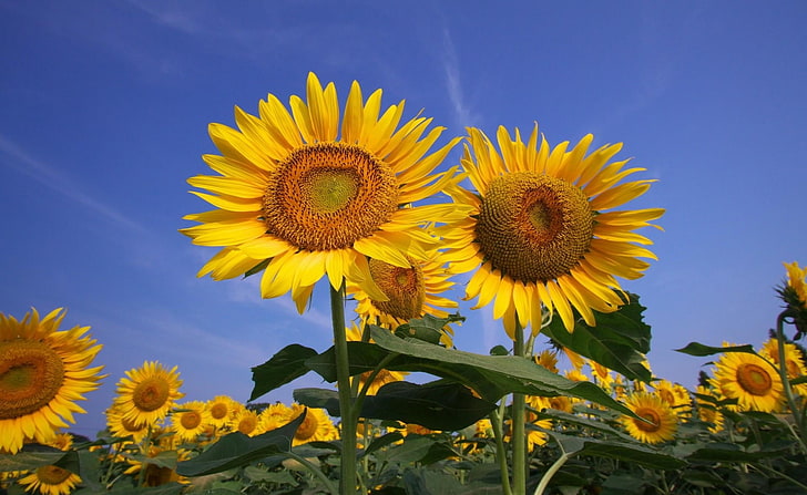 bunga matahari kuning, bunga matahari, bidang, langit, musim panas, cerah, Wallpaper HD