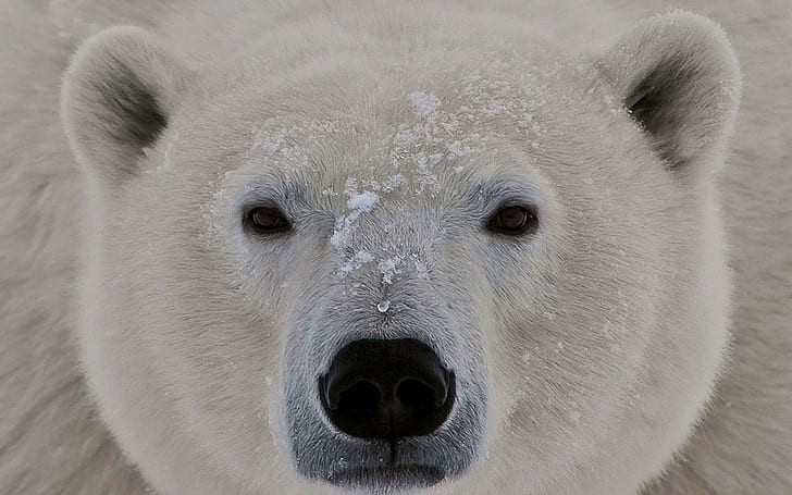 Ours polaire de près, ours polaire de près, ours polaire, Alaska, ours, kodiak, animaux, Fond d'écran HD