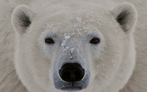 Isbjörn på nära håll, isbjörn på nära håll, isbjörn, alaska, björn, kodiak, djur, HD tapet HD wallpaper