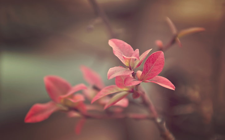 พืชใบสีชมพูมาโครถ่ายภาพธรรมชาติพืชดอกไม้สาขา, วอลล์เปเปอร์ HD