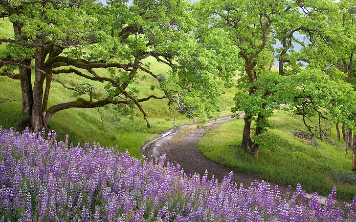 фиолетовые цветы, цветы, трава, деревья, HD обои