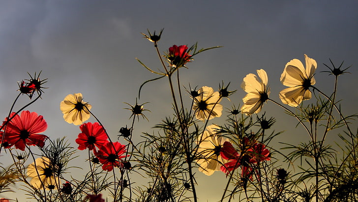 rote und gelbe Blütenblätter, Blumen, Feld, Himmel, bewölkt, Natur, HD-Hintergrundbild