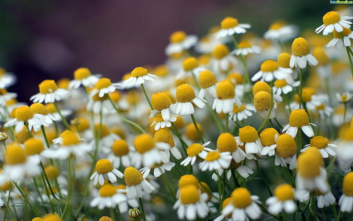 vit och gul daisy blommaträdgård, natur, blomma, gul, sommar, växt, vår, utomhus, äng, friskhet, HD tapet