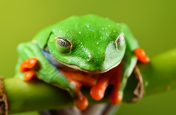 green and orange frog on green branch, Goodnight, orange, green branch, red eyed tree frog, Tamron, 90mm, Macro, Nikon D810, Captive, Light, amphibian, animal, frog, nature, tree Frog, green Color, wildlife, close-up, HD wallpaper
