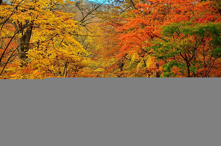 оранжеви и зелени листни дървета, есен, парк, дървета, път, HD тапет