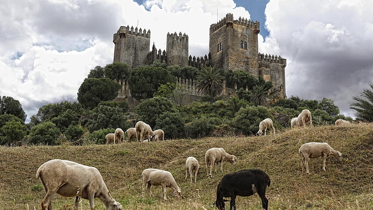 herd of goats, castle, spain, sheep, andalusia, cordoba, almodovar castle, the castle of almodovar, HD wallpaper