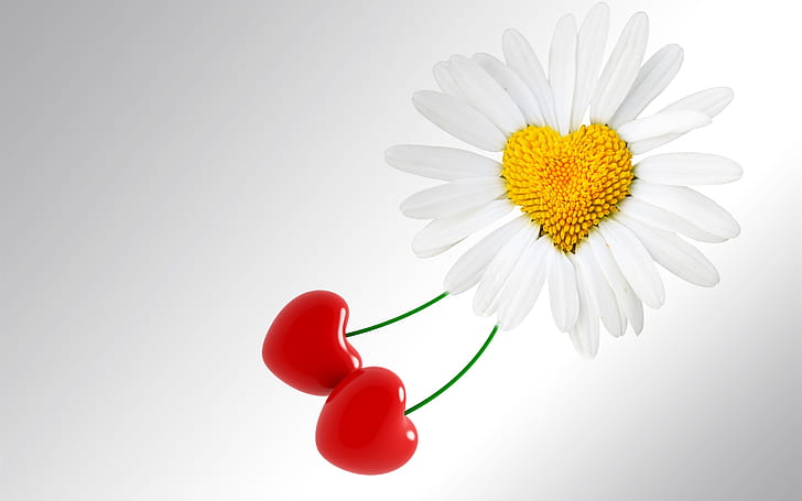 ดอกเดซี่สีขาวและเชอร์รี่หัวใจรักสีขาวเดซี่ดอกไม้เชอร์รี่ความรักหัวใจ, วอลล์เปเปอร์ HD