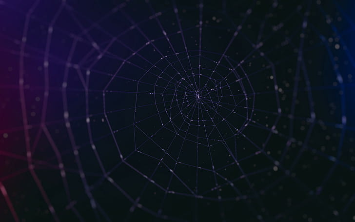 Spiderwebs, Dark, spiderwebs, dark, HD wallpaper