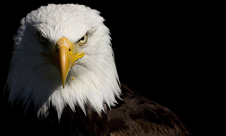 American Eagle, นกอินทรี, นกอินทรีหัวล้าน, สัตว์, นก, วอลล์เปเปอร์ HD