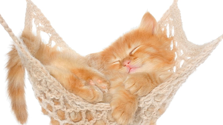 kucing, kucing, anak kucing, hewan, alam, hewan bayi, tempat tidur gantung, latar belakang putih, Wallpaper HD