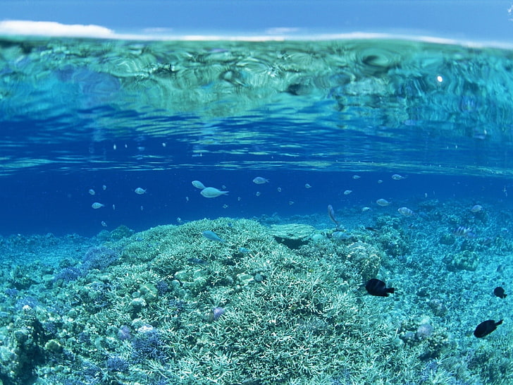 water, sea, coral, underwater, blue, split view, HD wallpaper