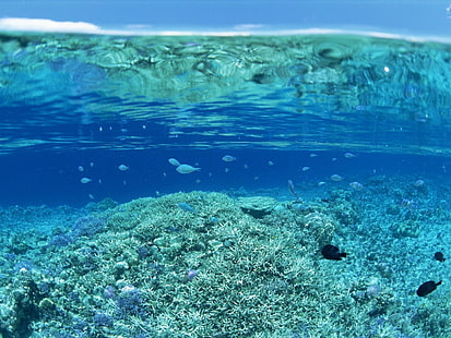 вода, море, корали, под вода, син, разделен изглед, HD тапет HD wallpaper
