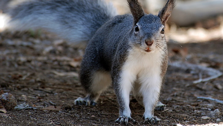 scoiattolo grigio, scoiattolo, animale, grigio, Sfondo HD