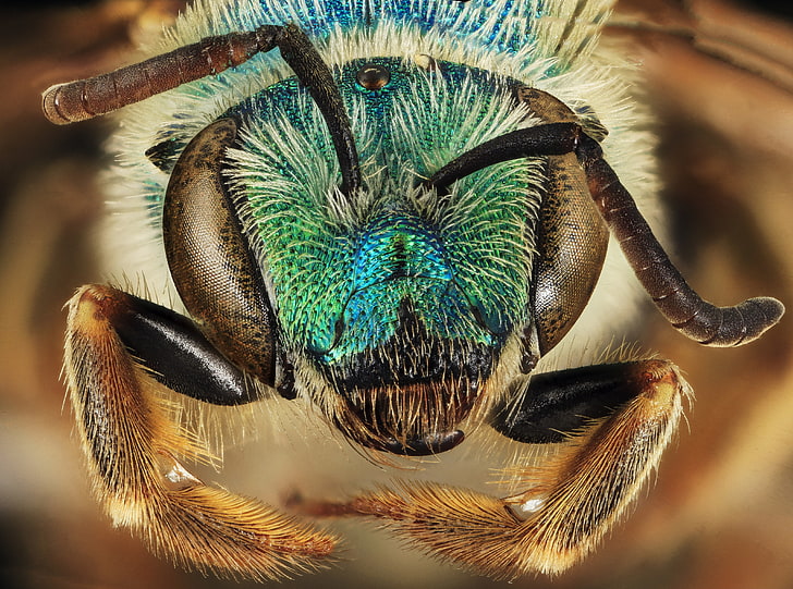 Green Blue Metallic Bee, Agapostemon Coloradinus, สัตว์, แมลง, สีฟ้า, แมลง, ผึ้ง, โลหะ, อะคูลาตา, แอนโธฟิลา, อะโปอิเดีย, สัตว์ขาปล้อง, arthropoda, สัตว์ขาปล้อง, น้ำลายไหล, hymenoptera, stackshot, zerenestacker, แมลงผสมเกสร, badlandsnationalpark, southdakota, bluegreen, ha halictidae, halictidbee, halictinae, sweatbee, sweatbees, agapostemon, agapostemoncoloradinus, halictini, วอลล์เปเปอร์ HD