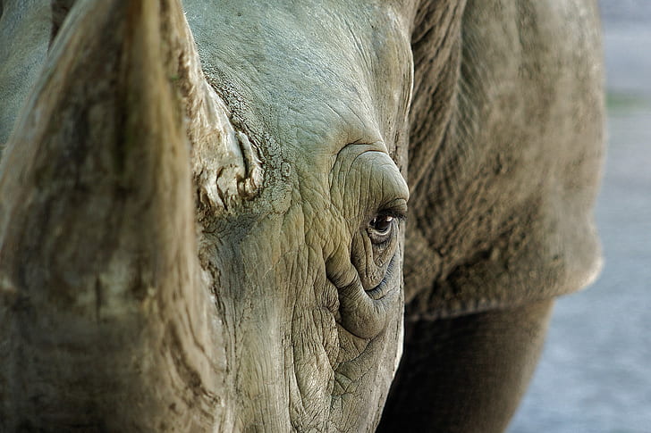 animales, rinocerontes, ojos, mirando al espectador, Fondo de pantalla HD